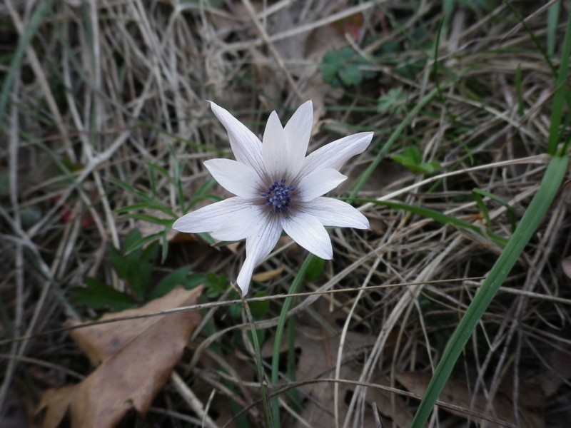 Anemone hortensis L.